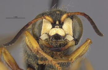 Media type: image;   Entomology 14707 Aspect: head frontal view